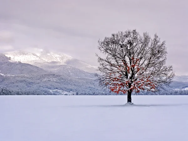 Vintern fotografering — Stockfoto