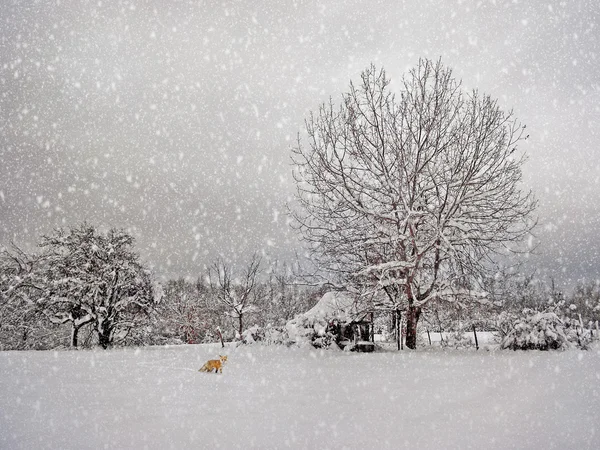 Vieillissement photographie d'hiver — Photo