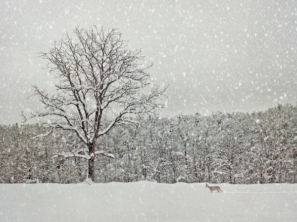 Invecchiamento fotografia invernale — Foto Stock