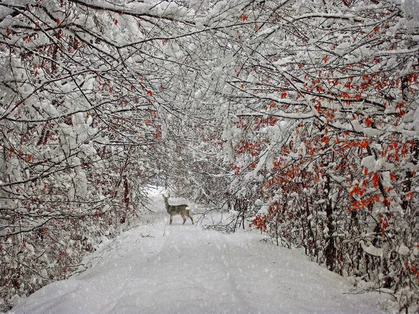 Invecchiamento fotografia invernale — Foto Stock