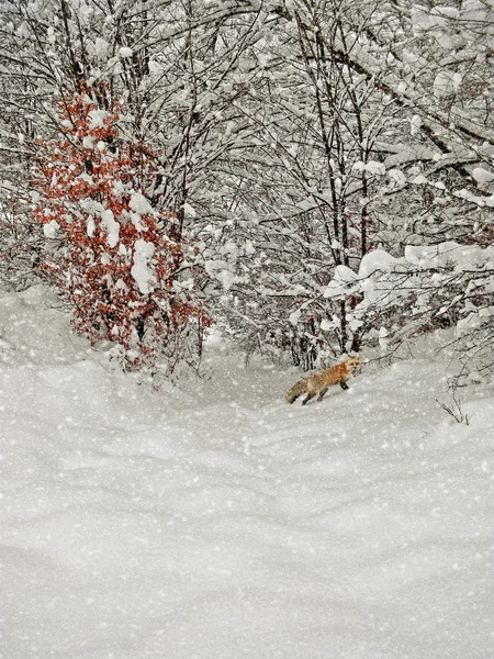 Winterfotografie im Wandel — Stockfoto