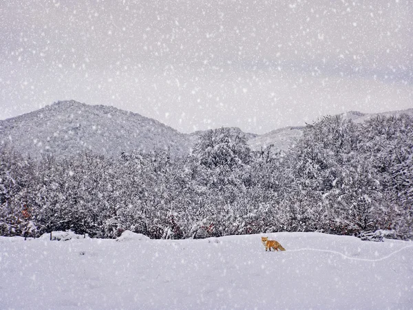 Envejecimiento fotografía de invierno — Foto de Stock