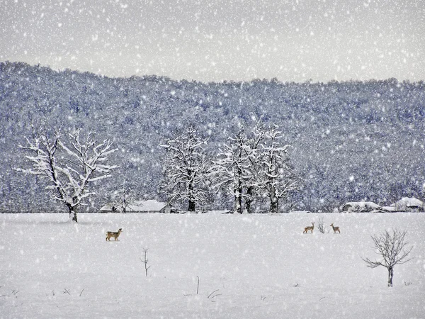 Envejecimiento fotografía de invierno — Foto de Stock