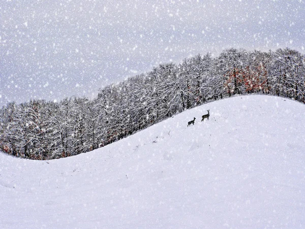 Winterfotografie im Wandel — Stockfoto