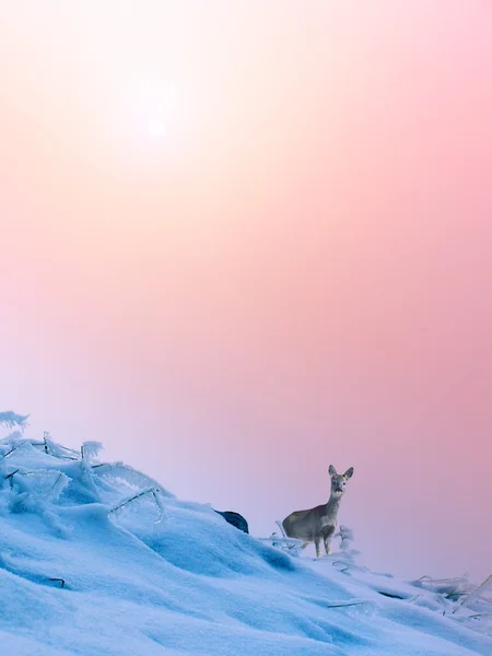 Paesaggio invernale selvaggio — Foto Stock