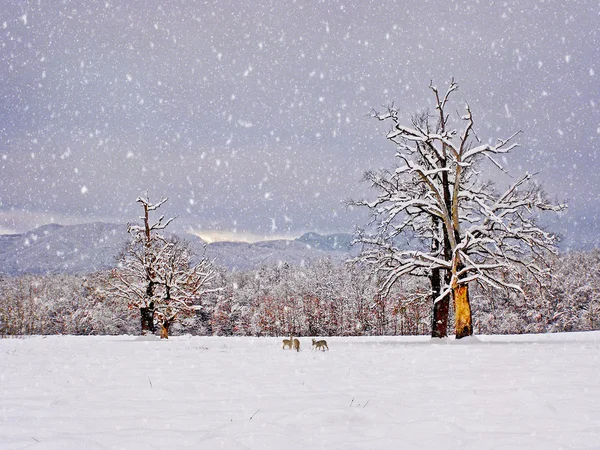 Paesaggio invernale selvaggio — Foto Stock