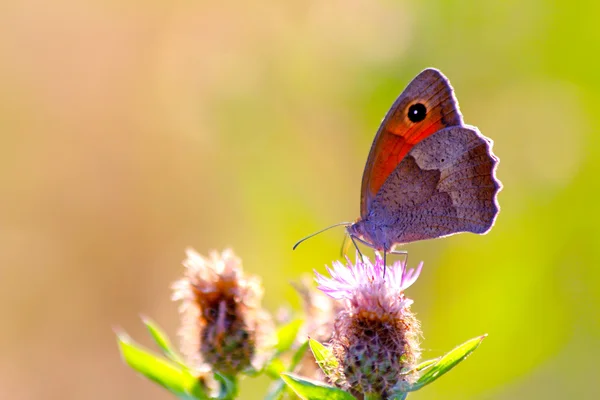 Çiçekteki kelebek — Stok fotoğraf
