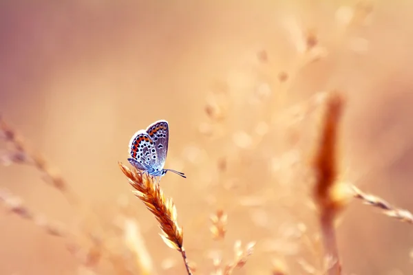 Mariposa en la naturaleza —  Fotos de Stock