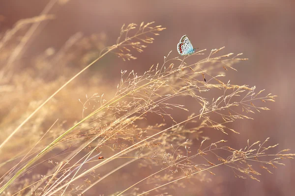 Butterfly in de natuur — Stockfoto