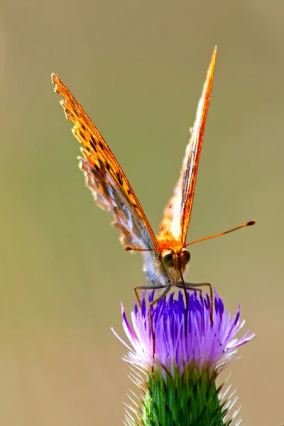 Fluture pe o floare — Fotografie, imagine de stoc