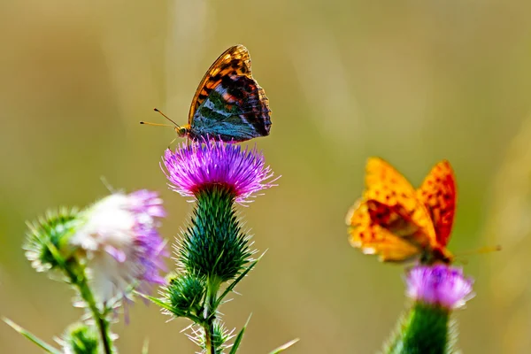 Perhonen kukassa — kuvapankkivalokuva