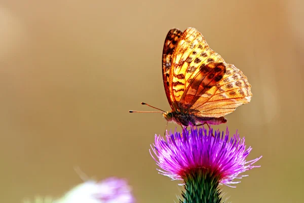 Mariposa en una flor —  Fotos de Stock