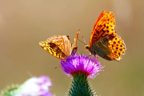 Mariposa en una flor —  Fotos de Stock