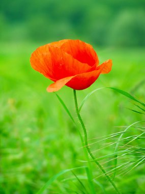 Kırmızı gelincikler tarlası