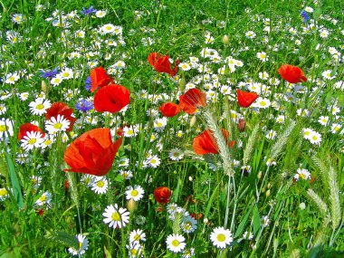 Kırmızı gelincikler tarlası
