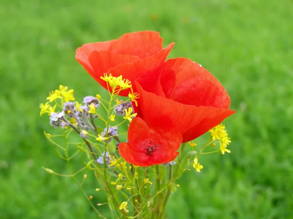 Feld der roten Mohnblumen — Stockfoto