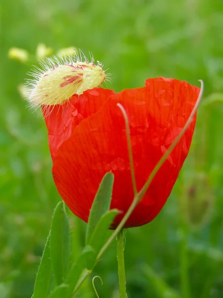 Campo di papaveri rossi — Foto Stock