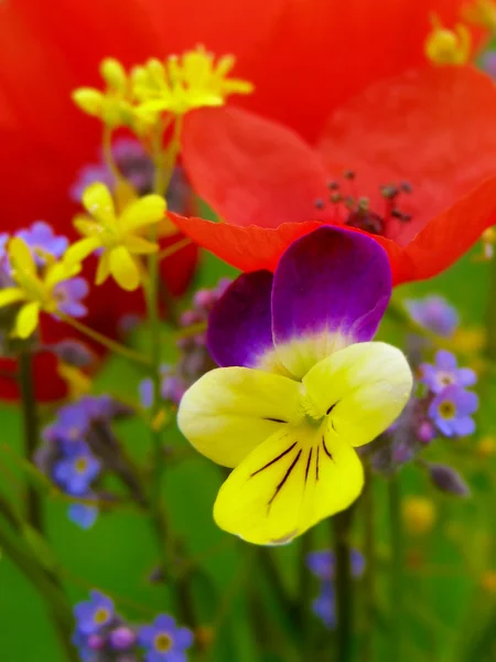 Campo de amapolas rojas — Foto de Stock