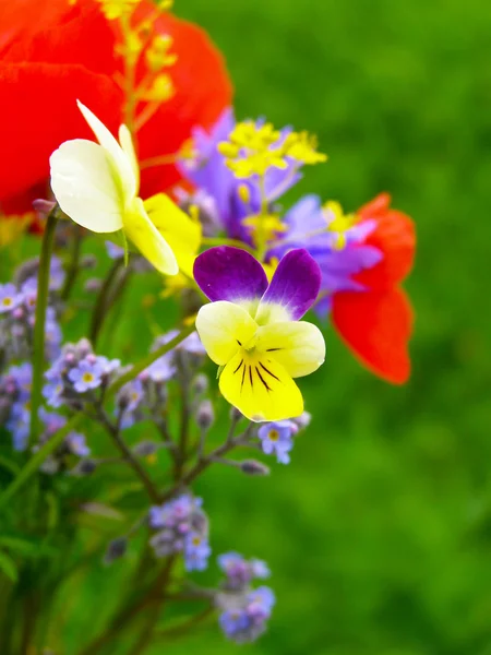 Feld der roten Mohnblumen — Stockfoto