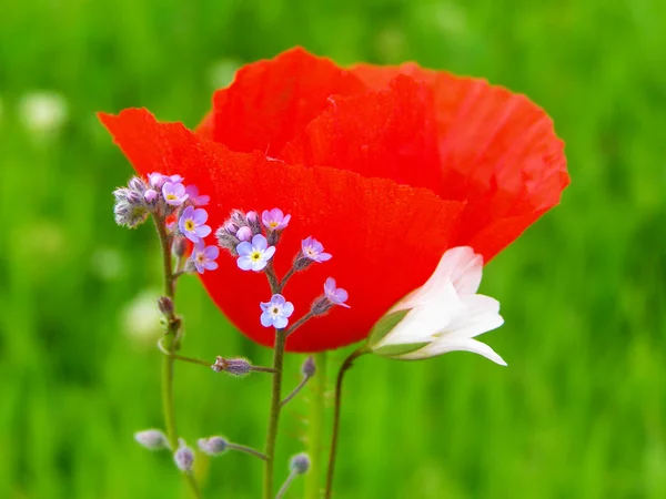 Feld der roten Mohnblumen — Stockfoto