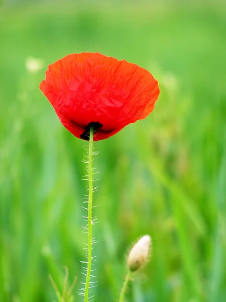 Field of red poppies — Stock Photo, Image