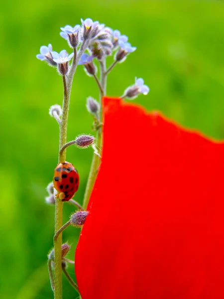 Campo de amapolas rojas —  Fotos de Stock