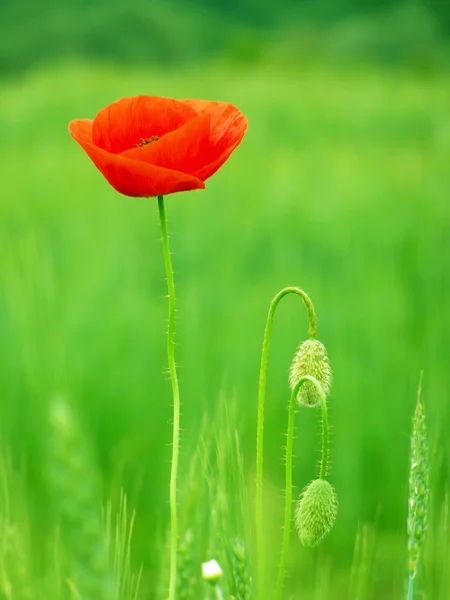 Campo di papaveri rossi — Foto Stock