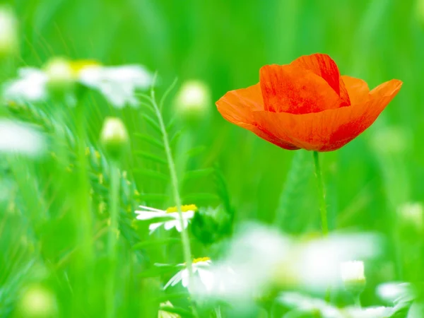 Campo di papaveri rossi — Foto Stock