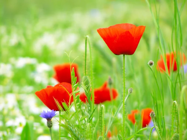 Feld der roten Mohnblumen — Stockfoto