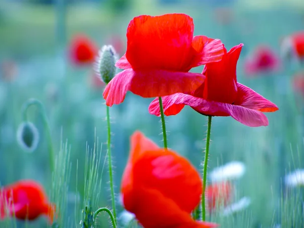 Campo di papaveri rossi — Foto Stock