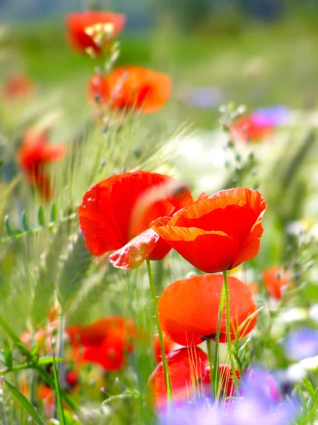 Feld der roten Mohnblumen — Stockfoto