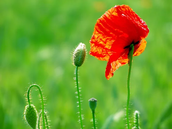 Campo di papaveri rossi — Foto Stock