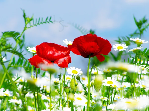 Campo di papaveri rossi — Foto Stock