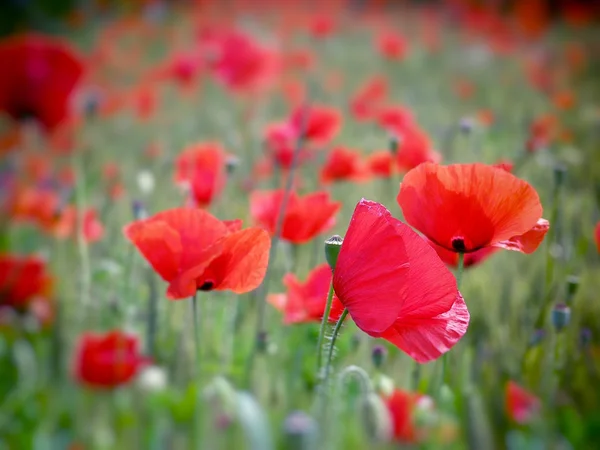 Feld der roten Mohnblumen — Stockfoto