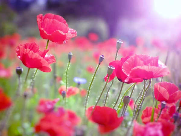 Campo de amapolas rojas — Foto de Stock