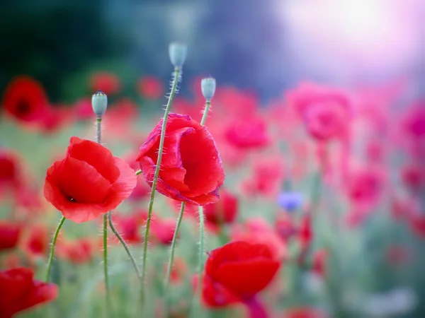 Field of red poppies — Stock Photo, Image