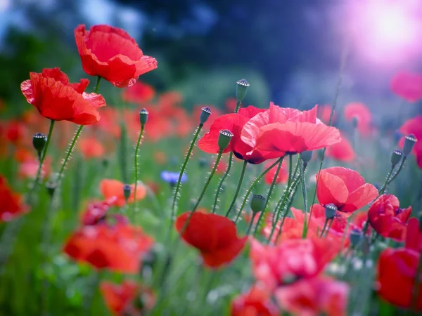 Campo de amapolas rojas — Foto de Stock