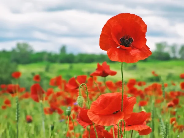 Champ de coquelicots rouges — Photo