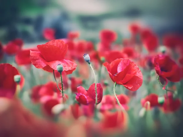 Field of red poppies — Stock Photo, Image