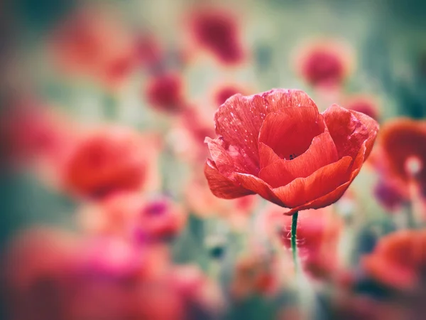 Field of red poppies — Stock Photo, Image