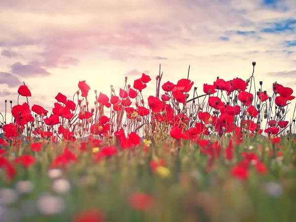 Field of red poppies — Stock Photo, Image