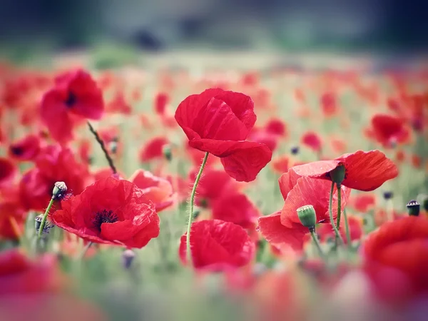 Champ de coquelicots rouges — Photo