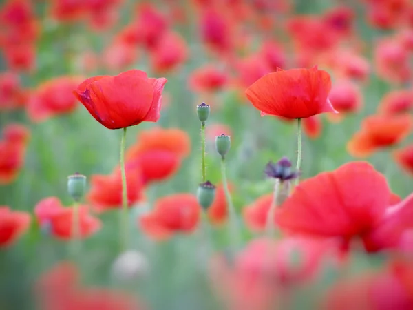 Field of red poppies — Stock Photo, Image