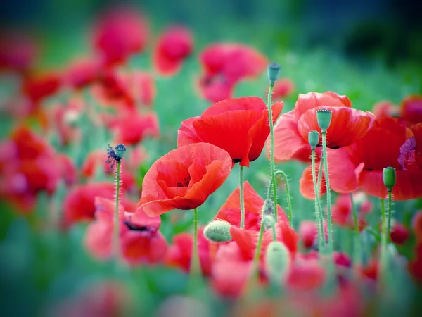 Feld der roten Mohnblumen — Stockfoto