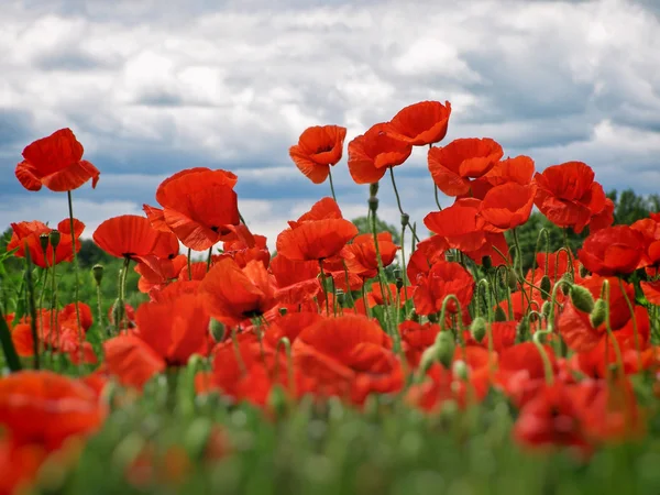 Feld der roten Mohnblumen — Stockfoto