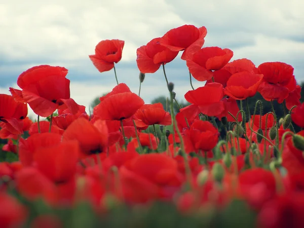 Champ de coquelicots rouges — Photo