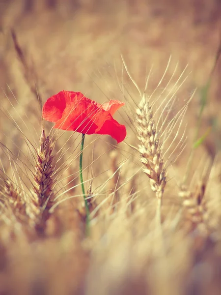 Field of red poppies — Stock Photo, Image