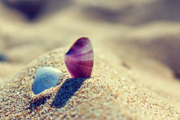 해변에서 모래에 조개 — 스톡 사진