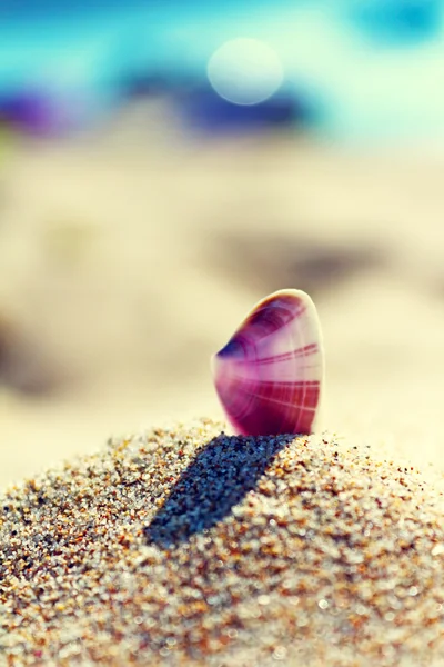 Conchas de mar en la arena en la playa — Foto de Stock