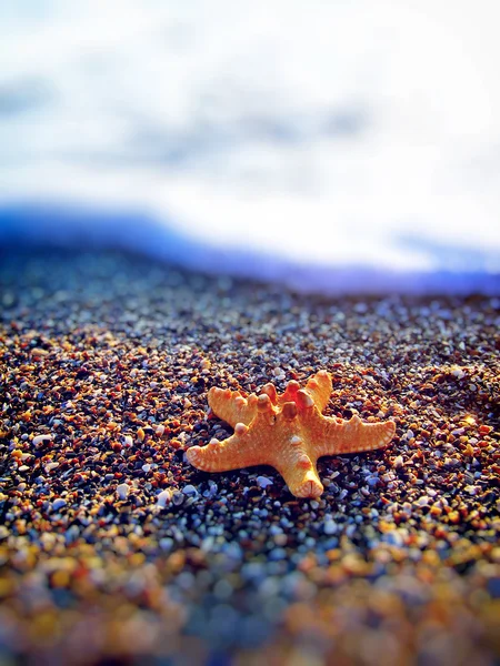 Starfish on the summer beach — Stock Photo, Image